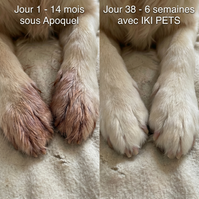 Collagène Liquide Premium