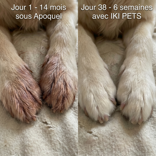 Collagène Liquide Premium