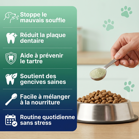 Soin Dentaire Poudre Premium