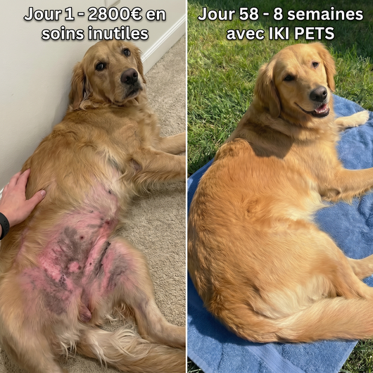 Collagène Liquide Premium