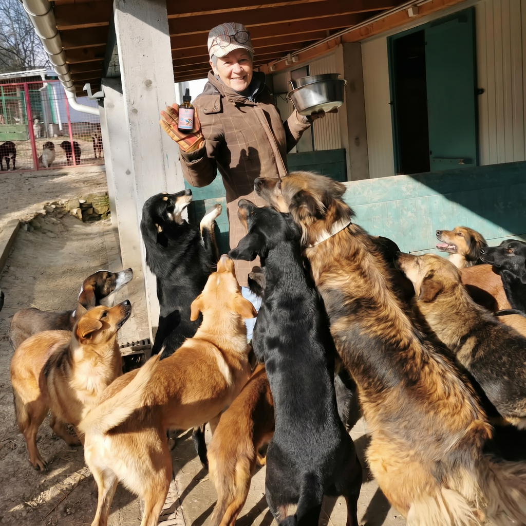 donation-pour-chiens-abandonnes-1