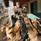 Donation Pour Chiens Abandonnés